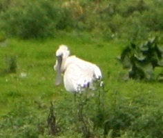 Eurasian Spoonbill
