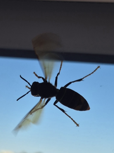 Yellow-legged Hornet