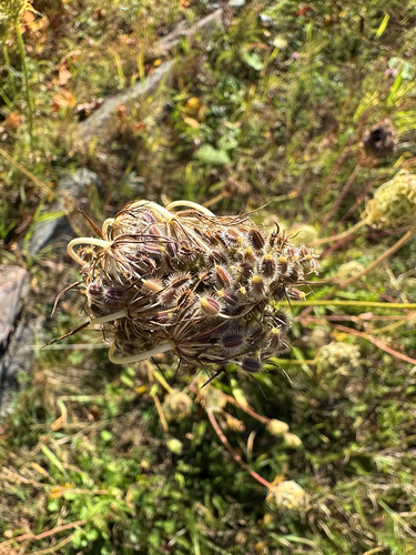 wild carrot