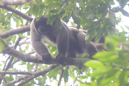 Geoffroy's Woolly Monkey