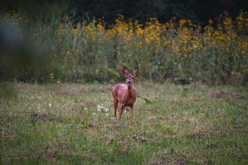 Western Roe Deer