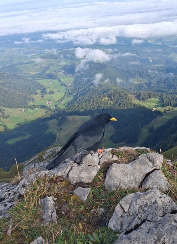 Yellow-billed Chough