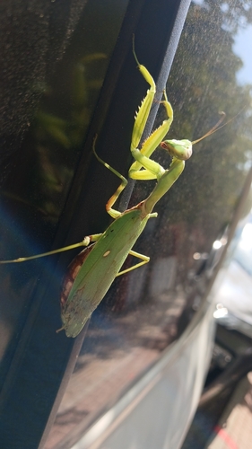 Transcaucasian Giant Mantis
