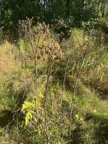 Wild Angelica