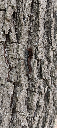 Fox Moth