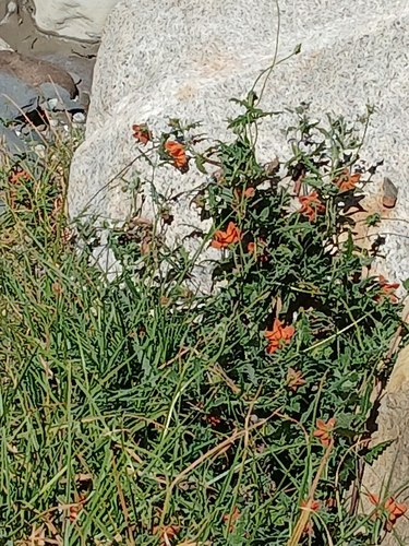 Caiophora cirsiifolia, photograph 2