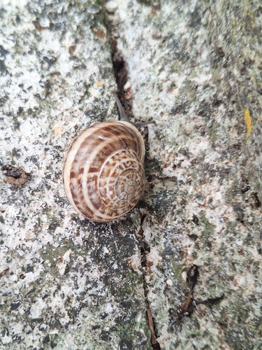 Chocolate-band Snail