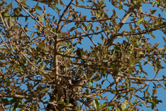 Merops lafresnayii