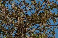 Merops lafresnayii