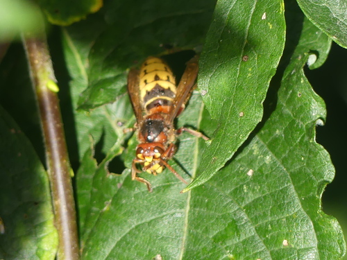 European Hornet