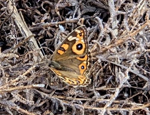 Meadow Argus