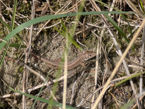 Sand Lizard