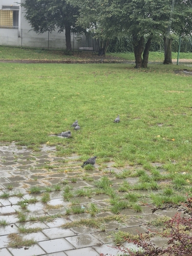 Common Wood-Pigeon