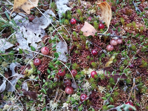 bog cranberry