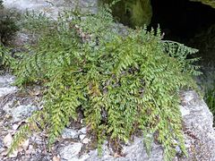 Asplenium richardii