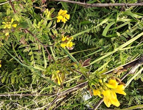 Medicago falcata, photograph 4