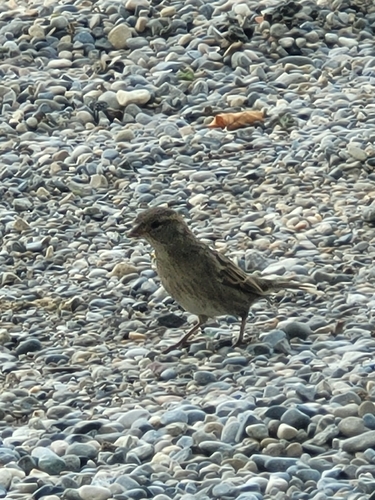 House Sparrow