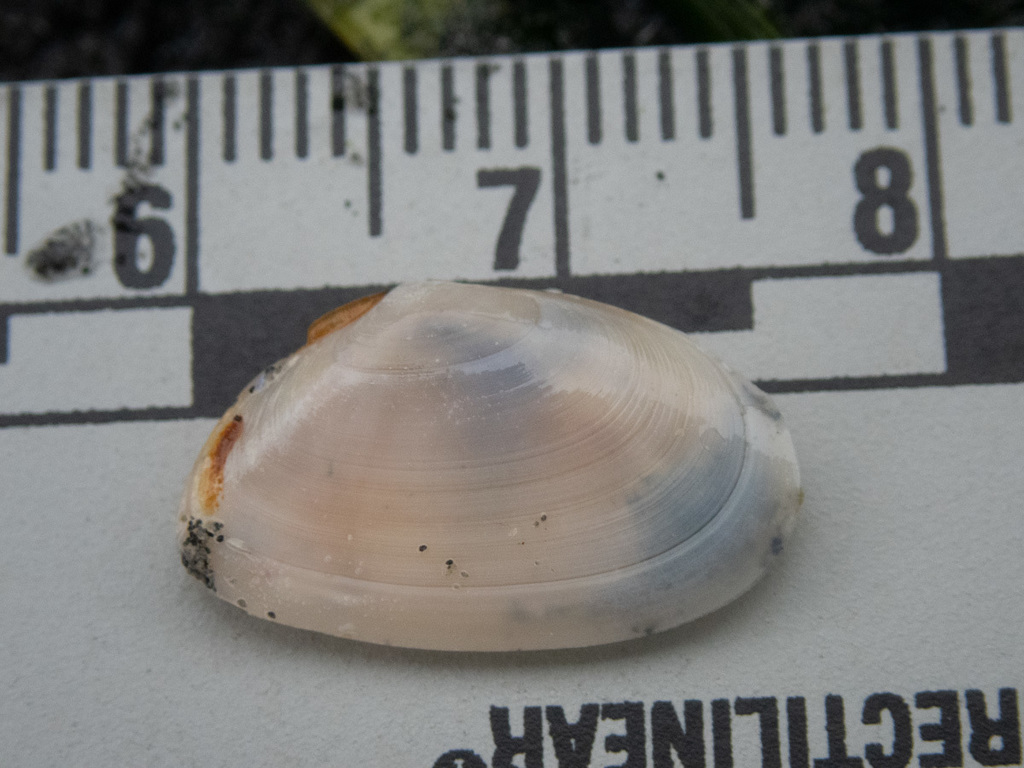 Ameritella