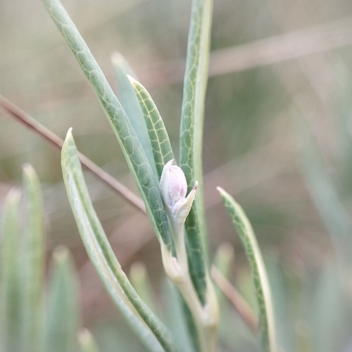 Wild Rosemary
