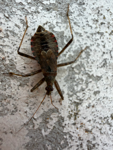 Tree Damsel Bug