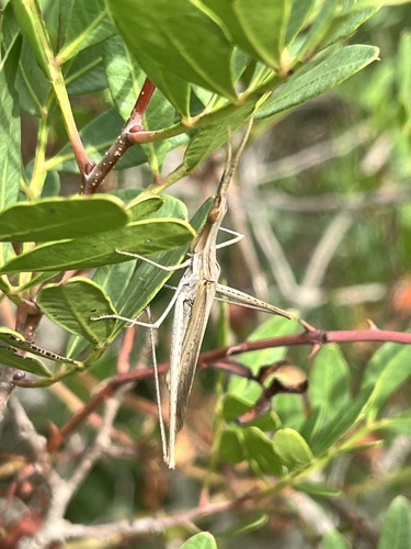 Mediterranean Slant-faced Grasshopper