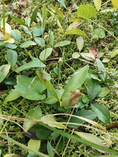 Bogbean