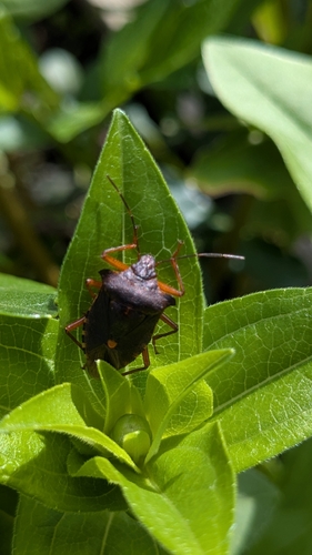 Forest Bug