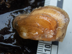 Entodesma navicula