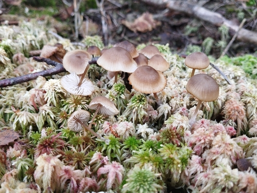 sphagnum greyling