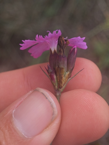 Carthusian Pink