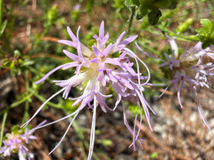 Carphephorus bellidifolius