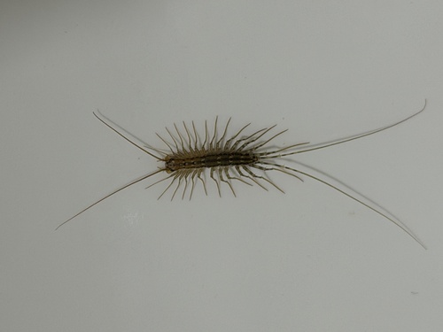 House Centipede