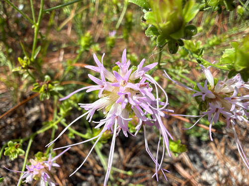 Carphephorus bellidifolius, photograph 1