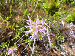 Carphephorus bellidifolius, photograph (c) Joey Parsons, some rights reserved (CC BY)