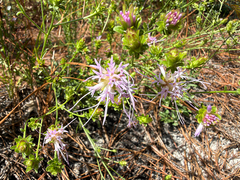 Carphephorus bellidifolius, photograph (c) Joey Parsons, some rights reserved (CC BY)