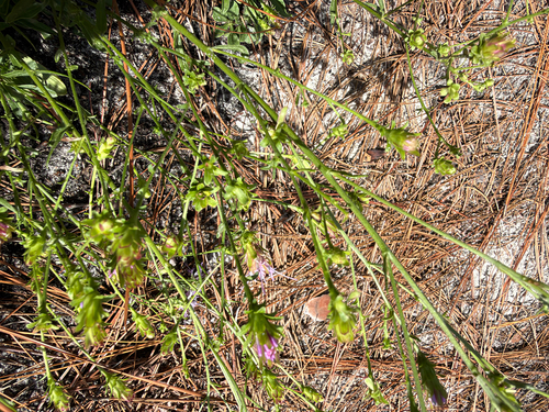 Carphephorus bellidifolius, photograph 5