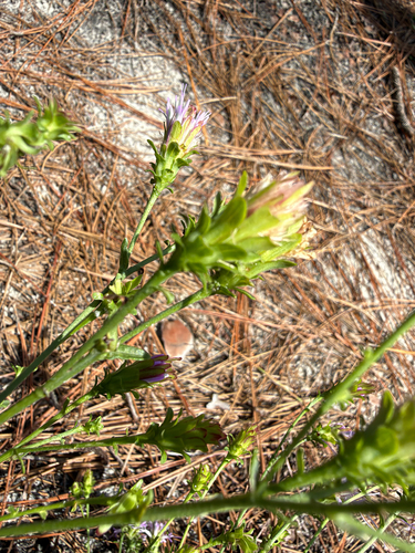 Carphephorus bellidifolius, photograph 3
