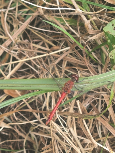 Ruddy Darter