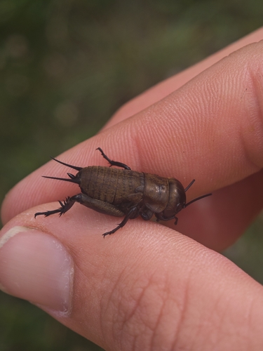 European Field Cricket