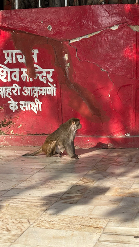 Rhesus Macaque
