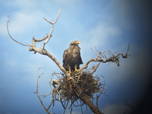 White-tailed Eagle