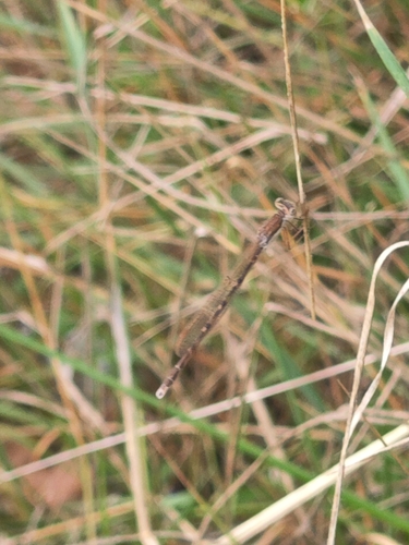 Common Winter Damselfly