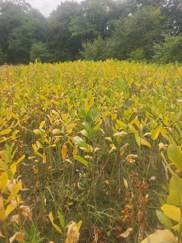 common milkweed