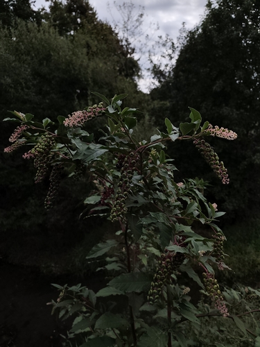 American pokeweed