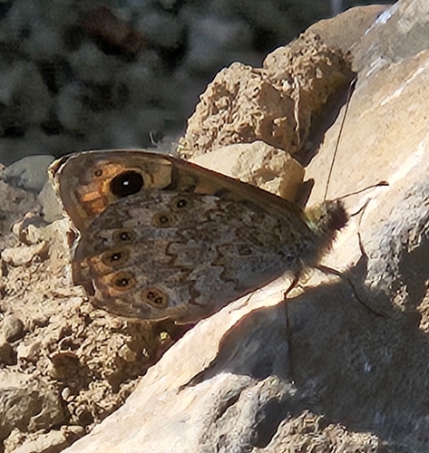 Wall Brown