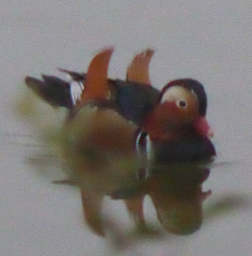 Mandarin Duck