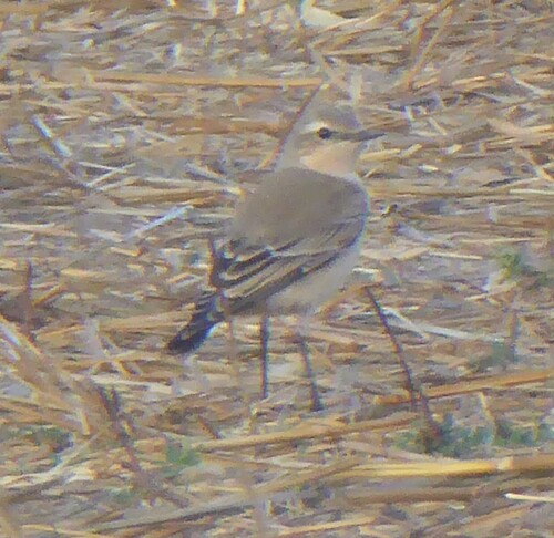 Northern Wheatear