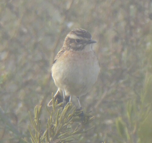 Whinchat