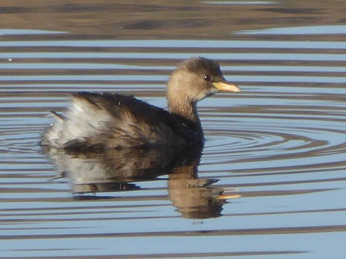 Little Grebe