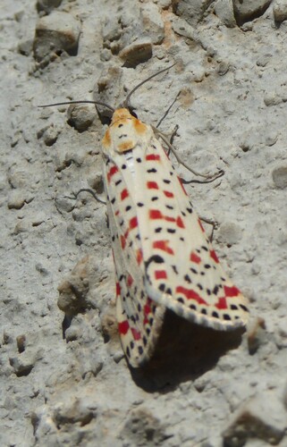 Crimson-speckled Flunkey